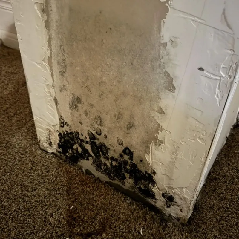 Professional Mold Removal in Bedford County, PA